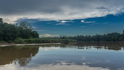 Morning in the tropical jungle. A tourist boat is sailing along a calm river. There are thickets of tall green grass on the shore. Rain forest trees against a blue sky, clouds. Reflection. Malaysia.