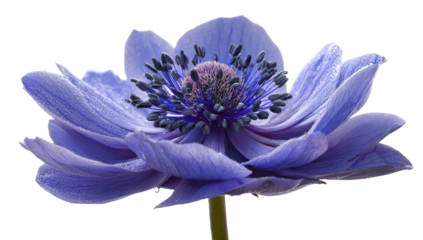 Close-up of a delicate, light purple anemone flower.  Soft, layered petals curve outward, revealing a deep purple center with numerous small seeds.  Dark background isolates the bloom