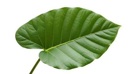Large, heart-shaped green leaf with pronounced veins against black