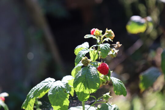 Close-up of Maline branch with leaves