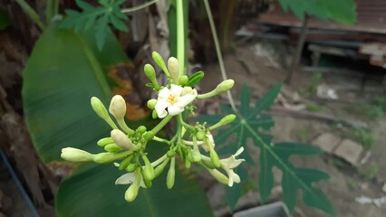 Papaya flowers bloom in the garden. Also known as pepaya, betik, carica papaya, papaw or pawpaw.