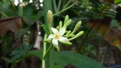 Papaya flowers bloom in the garden. Also known as pepaya, betik, carica papaya, papaw or pawpaw.
