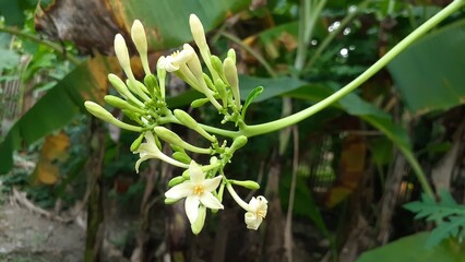 Papaya flowers bloom in the garden. Also known as pepaya, betik, carica papaya, papaw or pawpaw.