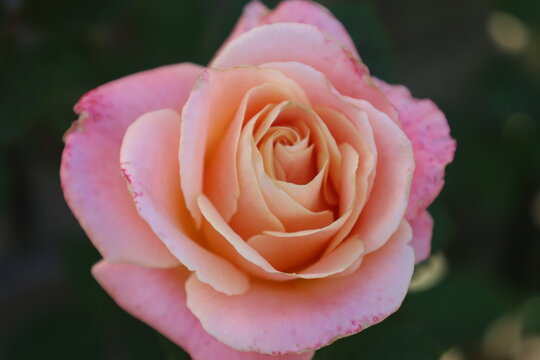 Pink hybrid rose buds close up blurred background