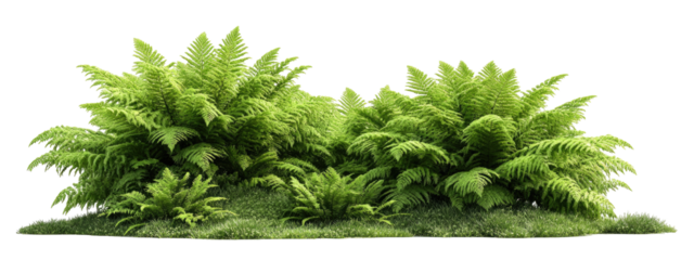 Lush fern thicket on a grassy knoll