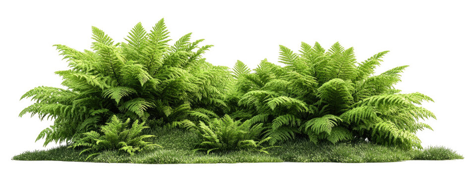 Lush fern thicket on a grassy knoll