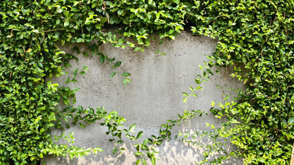 concrete wall with ivy or other climbing plant growing on it. copy space for text and background