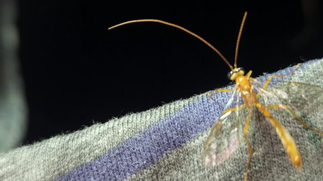Indian Yellow-banded Leafroller Parasitoid Wasp, India