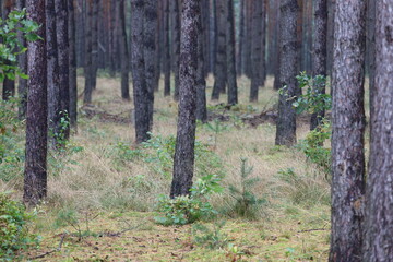 Fototapeta premium Autumn pine forest with dry grass on the ground
