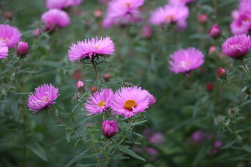 Field of pink New England asters with yellow centers © Діма Осташук