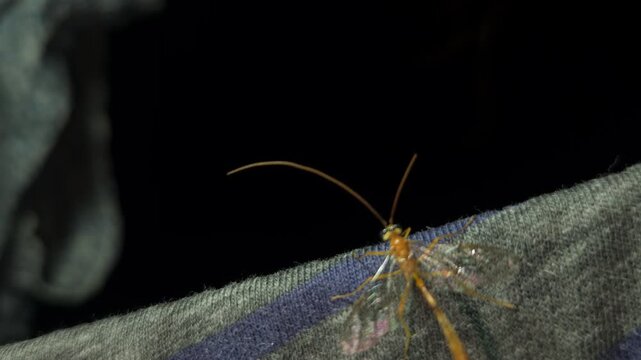 Indian Yellow-banded Leafroller Parasitoid Wasp, India