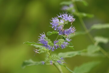 Obraz premium Close-up of blooming Caryopteris branch with purple flowers