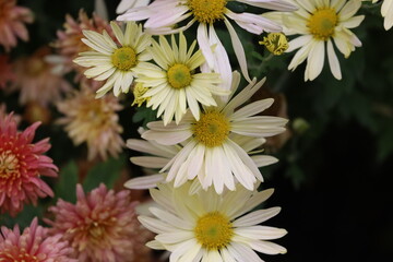 Close-up of white and yellow chrysanthemums bouquet