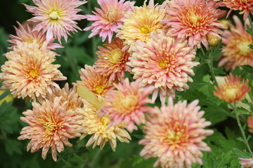 Blooming chrysanthemums with soft petals on green foliage