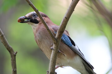 Close-up of a jay with acorn in its beak