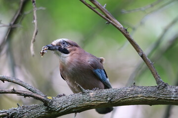 Colorful jay bird sitting on tree branch