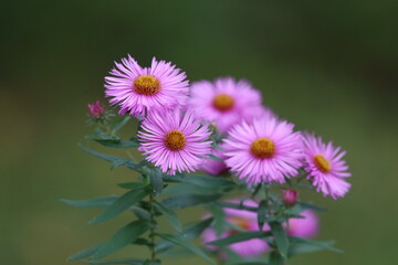 Fototapeta premium Close-up yellow-centered flowers on green stems