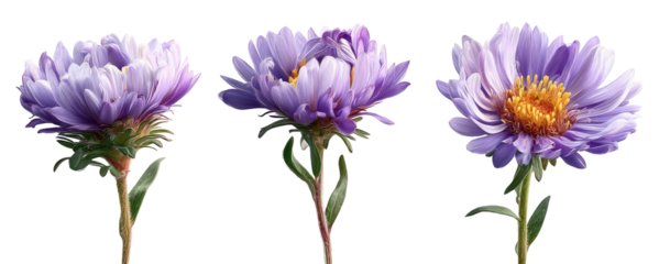 Three purple aster flowers, close-up, isolated against black background