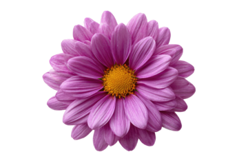 Close-up of a vibrant purple daisy, centered against a black background.  Petals are layered, displaying a soft, rounded form, leading to a yellow central disk.  Sharp focus on the flower