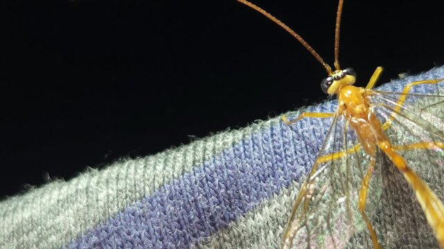 Indian Yellow-banded Leafroller Parasitoid Wasp, India