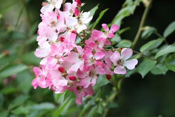 Close-up pink flowering ornamental apple or rose