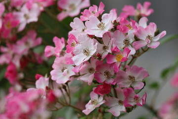 Pink apple blossom or rose close-up nature