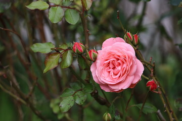 Pink Bonica rose with buds and green leaves