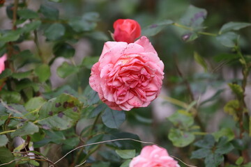 Large pink rose with red bud foreground