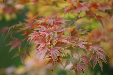 Closeup Japanese Maple branch with autumn leaves
