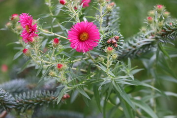 Closeup New England Aster pink flowers bloom