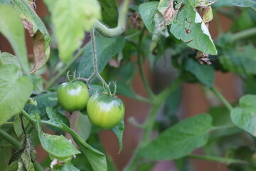Closeup green tomatoes hanging on branch