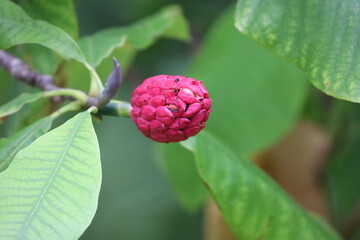 Magnolia fruit with green leaves closeup