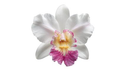 Close-up of a pristine, white orchid with a blush of pink and yellow