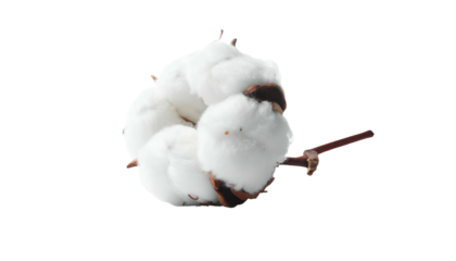 Fluffy cotton boll with brown stem against a dark background