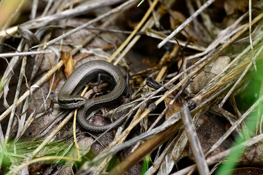 European snake-eyed skink // Johannisechse  (Ablepharus kitaibelii stepaneki) - Primorsko, wildlife refuge Ropotamo, Bulgaria