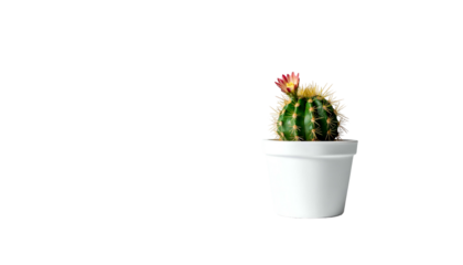 Blooming cactus in white pot, right-aligned on black background
