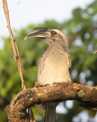 Indian grey hornbill bird perched on a tree branch