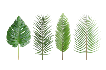 Four tropical leaves in a row