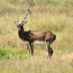 Fototapeten Antilope Male blackbuck antelope in grassland, India  © ASISKUMAR