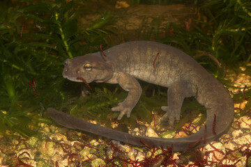 Closeup of a female of the critically endangered Semirechensk salamander, Ranodon sibericus , endemic to Russia