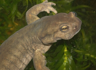 Closeup of a female of the critically endangered Semirechensk salamander, Ranodon sibericus , endemic to Russia