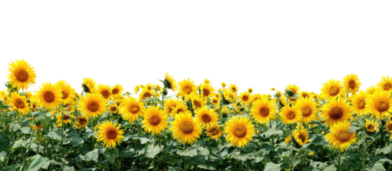 A field of vibrant yellow sunflowers