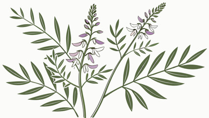 Fototapeta premium Buy purple and white flowers astragalus plants botanical illustration drawing art