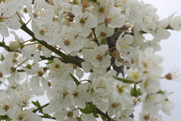 Closeup on a early and white flowering Blackthorn, Prunus spinosa