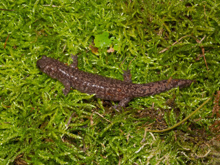 Close-up of the rare Japanese Blotched,  Japanese,   Sagami spotted salamander Hynobius naevius