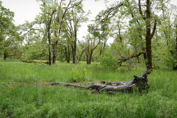 Serene Forest with Fallen Tree Trunk
