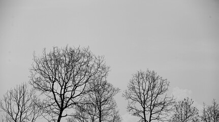Bare Tree Silhouettes Against A Quiet Winter Sky In A Serene Landscape Scene