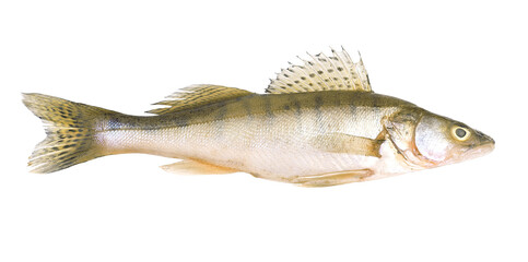 Fish perch on a white background isolated