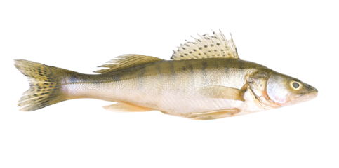 Fish perch on a white background isolated