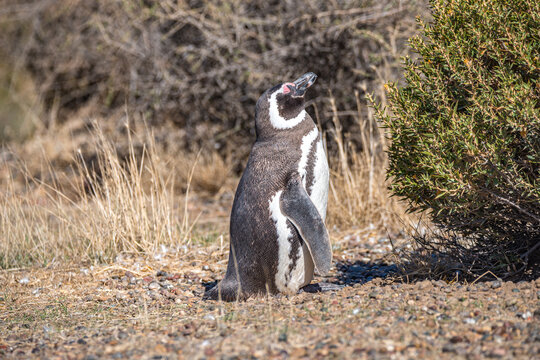 Magellanic penguins guarding their nests at peninsula Valdes, Patagonia, Argentina